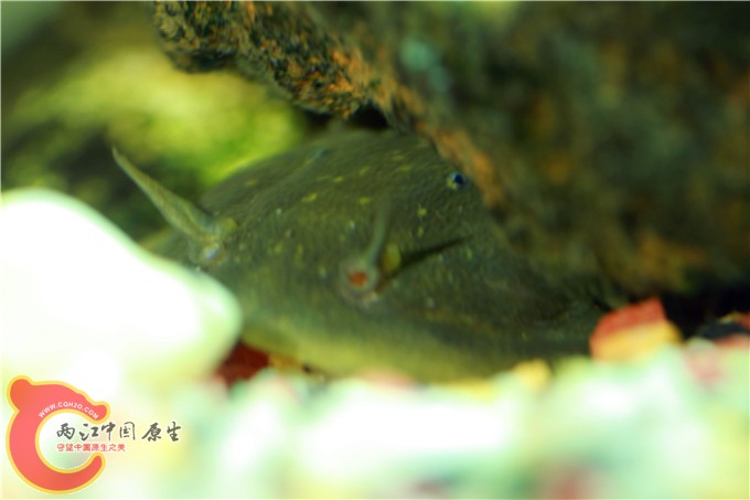 鱼 035.jpg