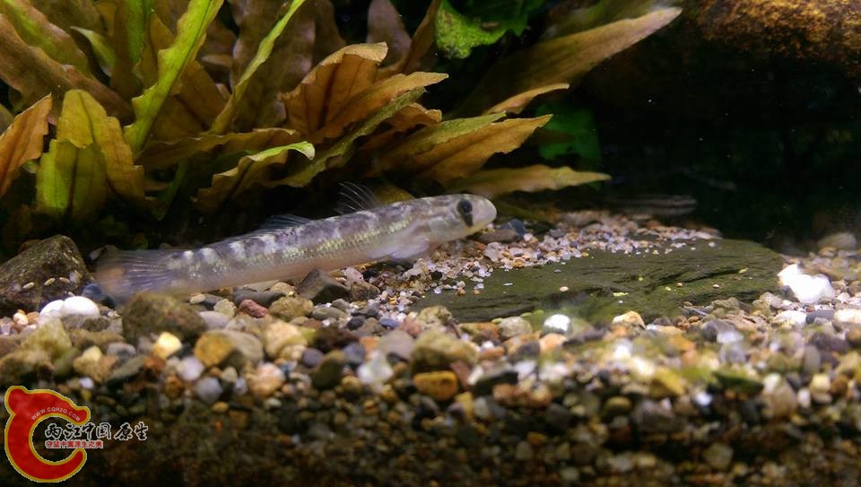 只帶回的2隻魚的其中一隻寬頰禿頭鯊