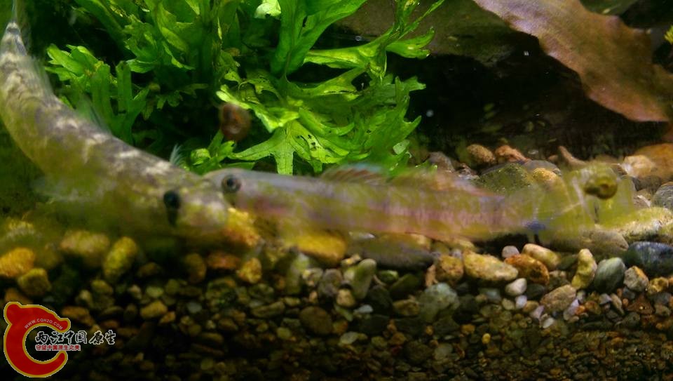 寬頰禿頭鯊、環帶黃瓜