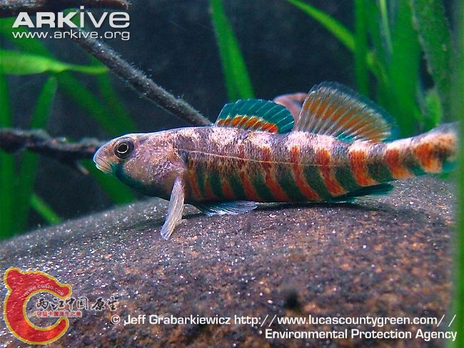 Male-redband-darter.jpg