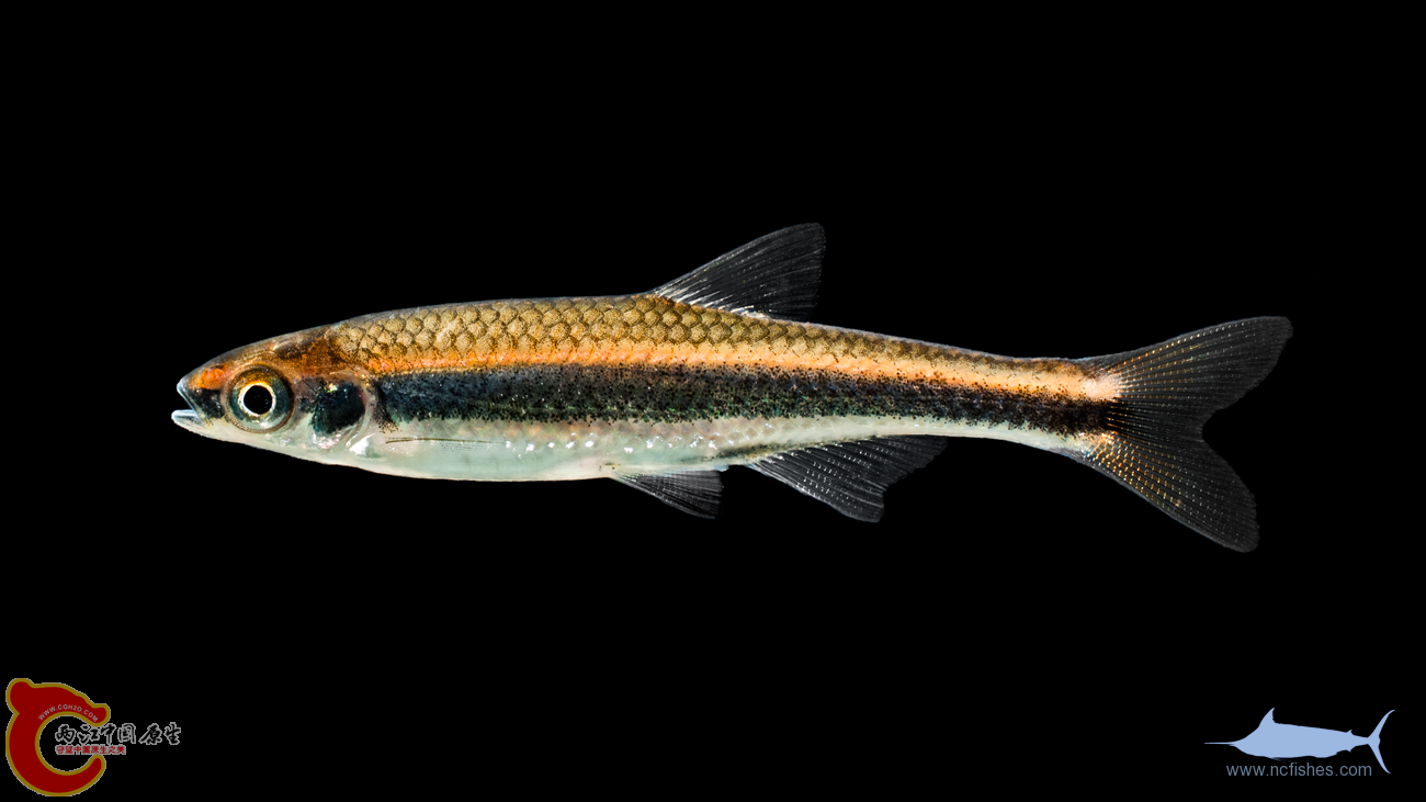 Notropis-cummingsae.png