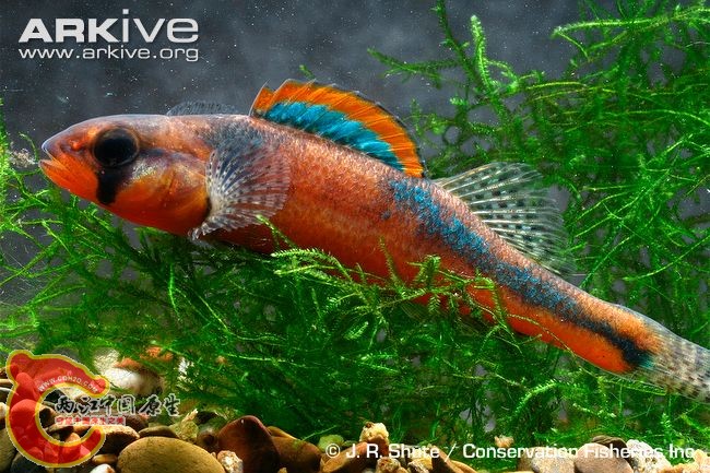 Slackwater-darter-captive.jpg
