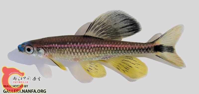 Pteronotropis welaka Bluenose Shiner 2000.jpg