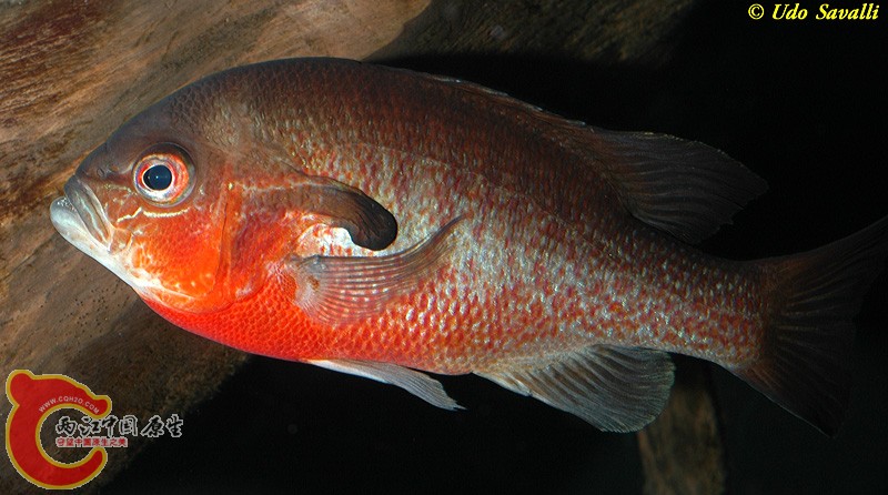 RedbreastSunfishL.jpg