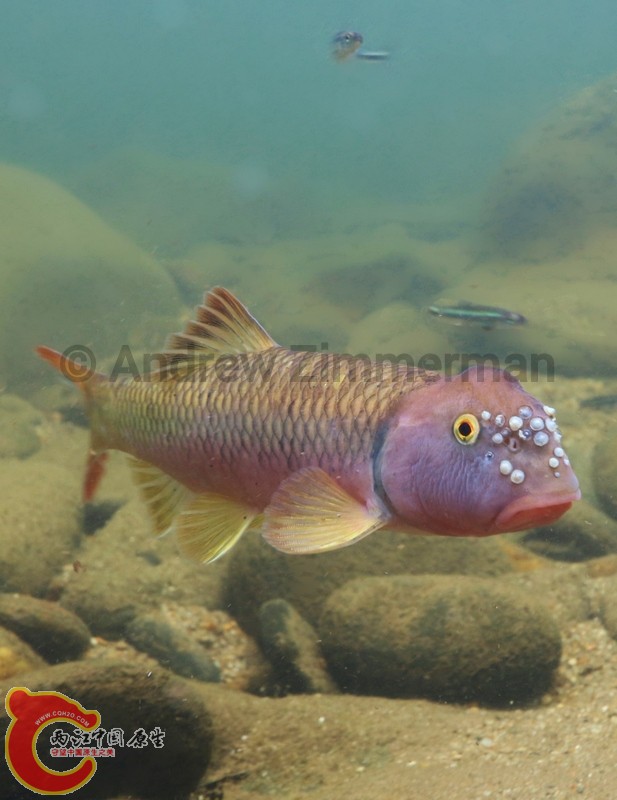 River-Chub1.jpg
