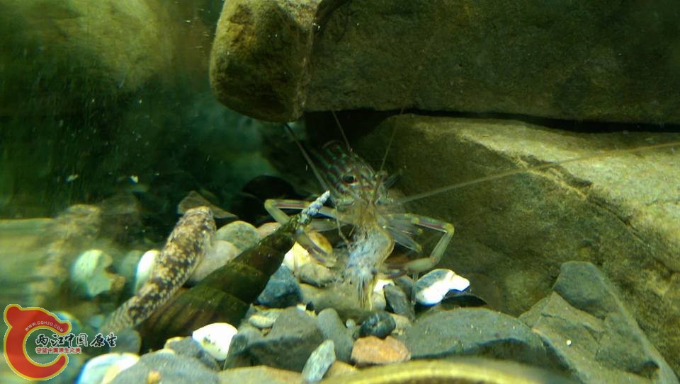 槍蝦一下缸就被西瓜蝦拖去啃了