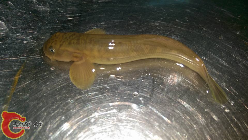 體型不錯的日本禿頭鯊