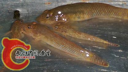 一堆花臉~台灣吻~幫朋友採集這兩天要送走