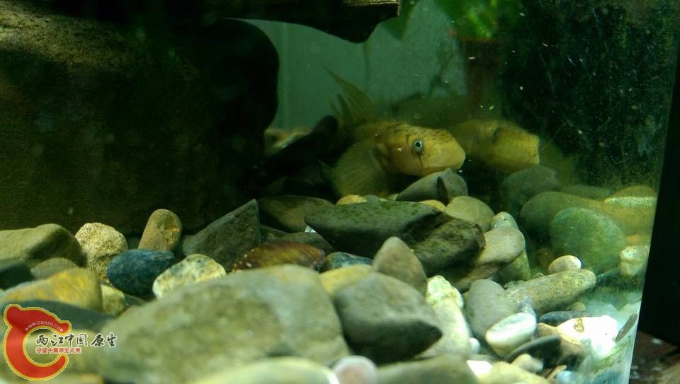 一下缸才看到這枝禿頭鯊的背鰭好長