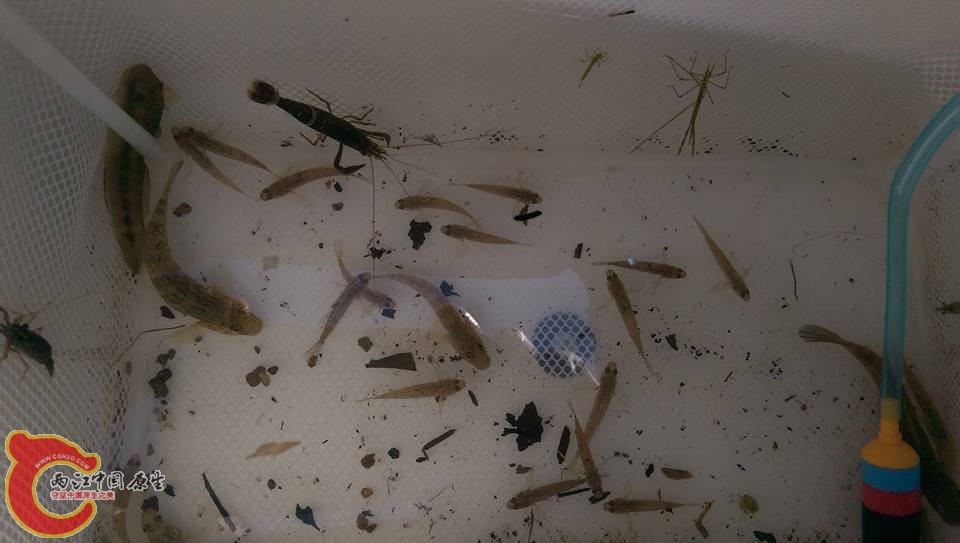 一個小時的收穫~許多都是幫社團魚友採集