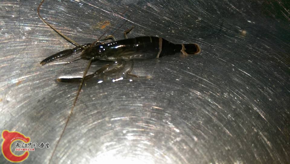 漂亮的毛指沼蝦