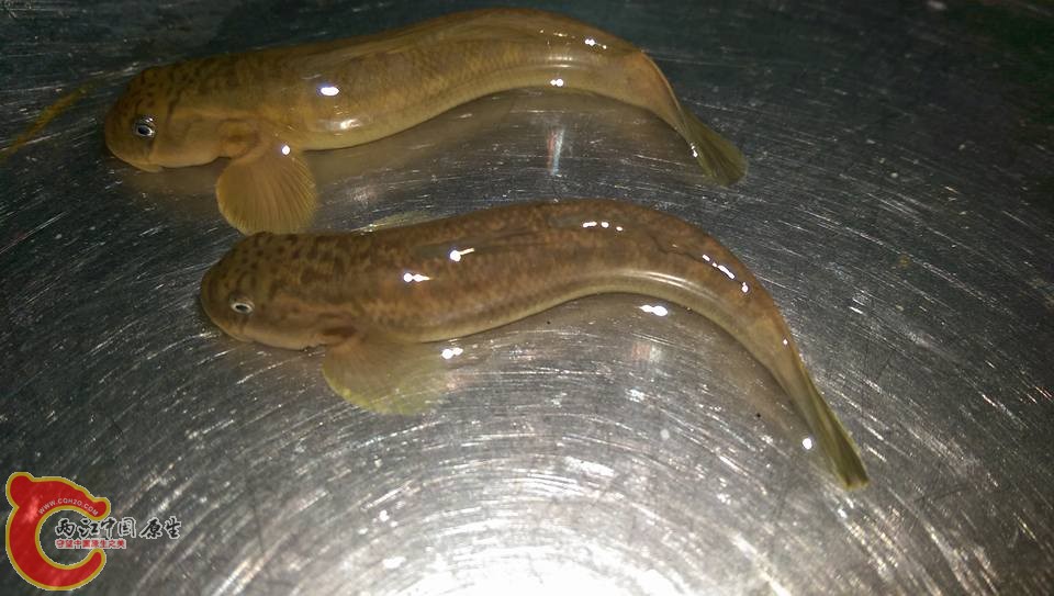 哥倆好~可惜這兩天要送到魚友家了