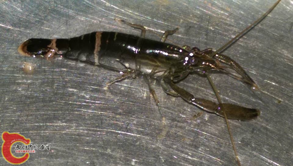 毛指沼蝦如果不是那麼兇又愛挖洞破壞造景其實還不錯看