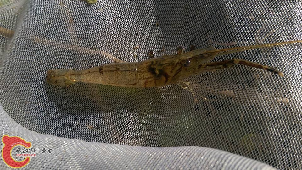 還沒對到名字的沼蝦