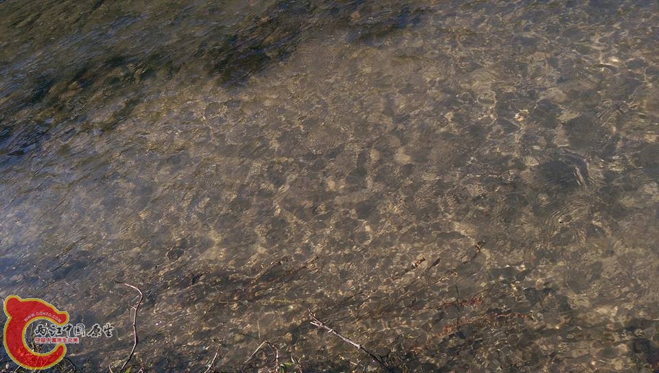 這種沙地就是署首鯊最愛的地方