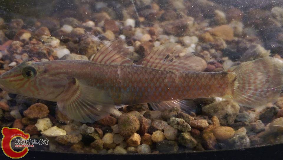 花臉~台灣吻~洄游性