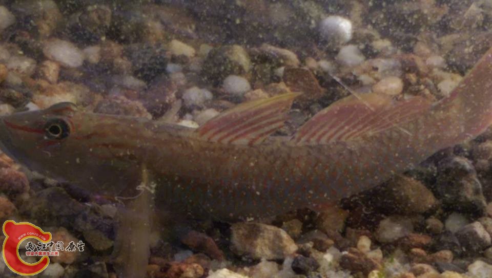 明潭吻~打架打道都破鰭了