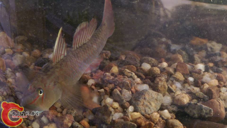 顏色很美的明潭吻