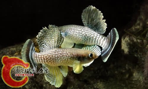 00-0-Copr_2011_Barbara_Niccax.jpg