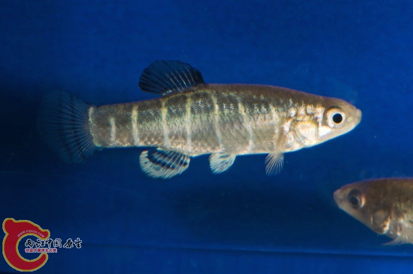 Aphanius-danfordii-Soysalli-male.jpg