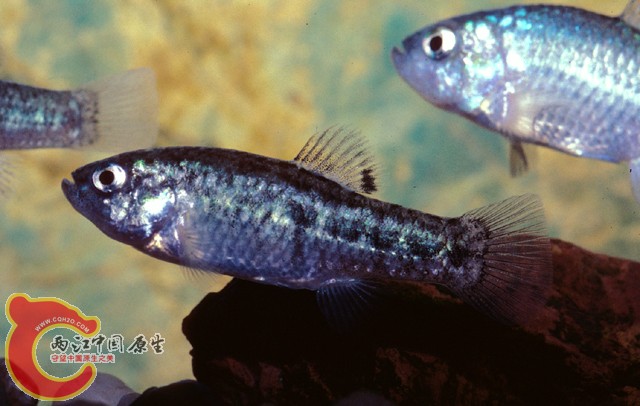cyere_f0.jpg