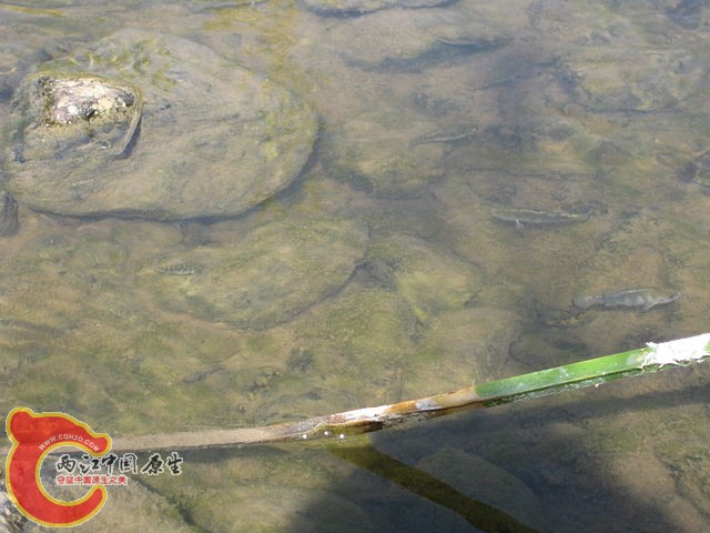 Cyprinodon_nevadensis.JPG