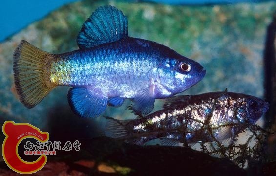 cyprinodon-macularius-soporta-horas-sin-respirar_292563.jpg