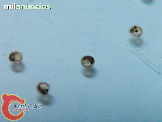 Lote-20-huevos-de-Aphanius-mento-92264567_2.jpg