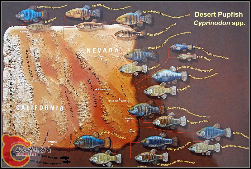 pupfish2b.jpg