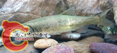 coloPikeminnow.jpg