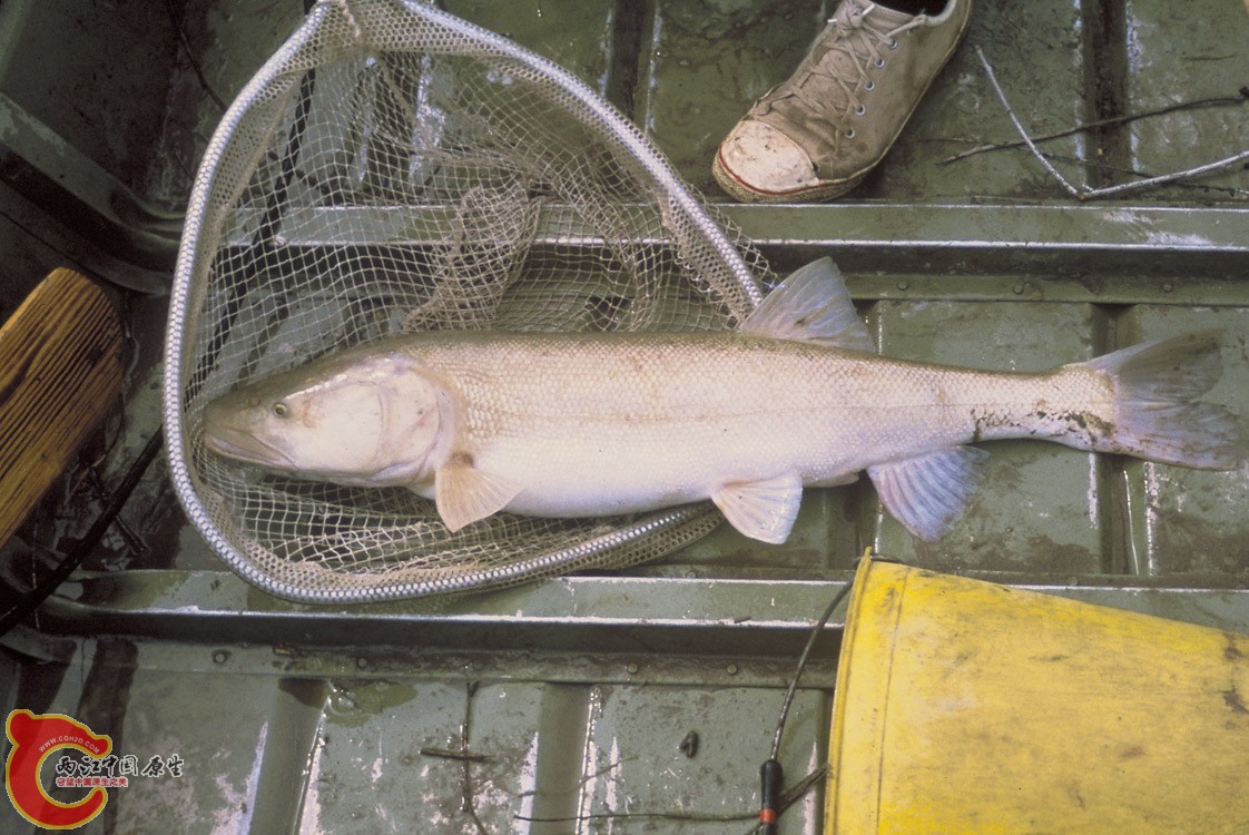 fws.colorado.pikeminnow.jpg