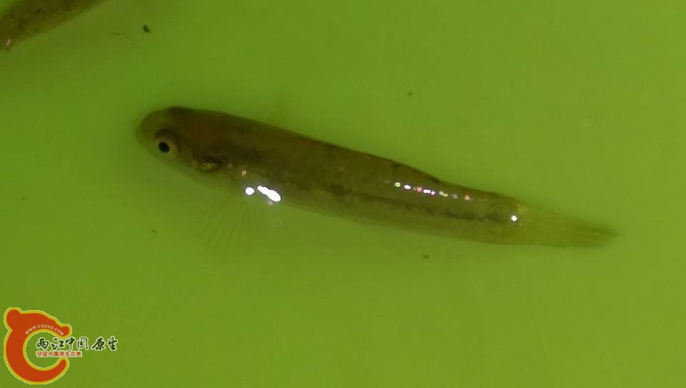 大約2.5公分的無孔塘鱧