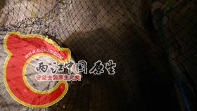 睡覺中捕到的豆烏