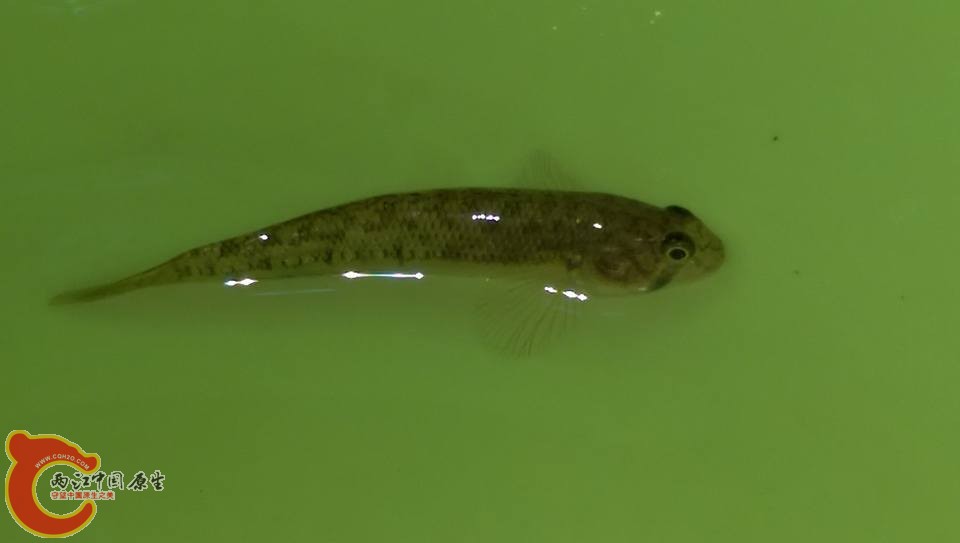 第二次野外採集到的種子鯊約5公分