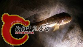 將近12公分的署首鯊