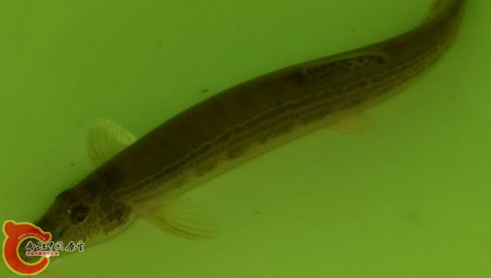 肥花鰍~陸封野溪