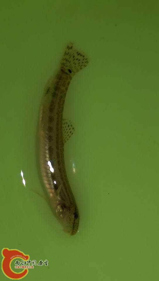 小花鰍~獨立溪流