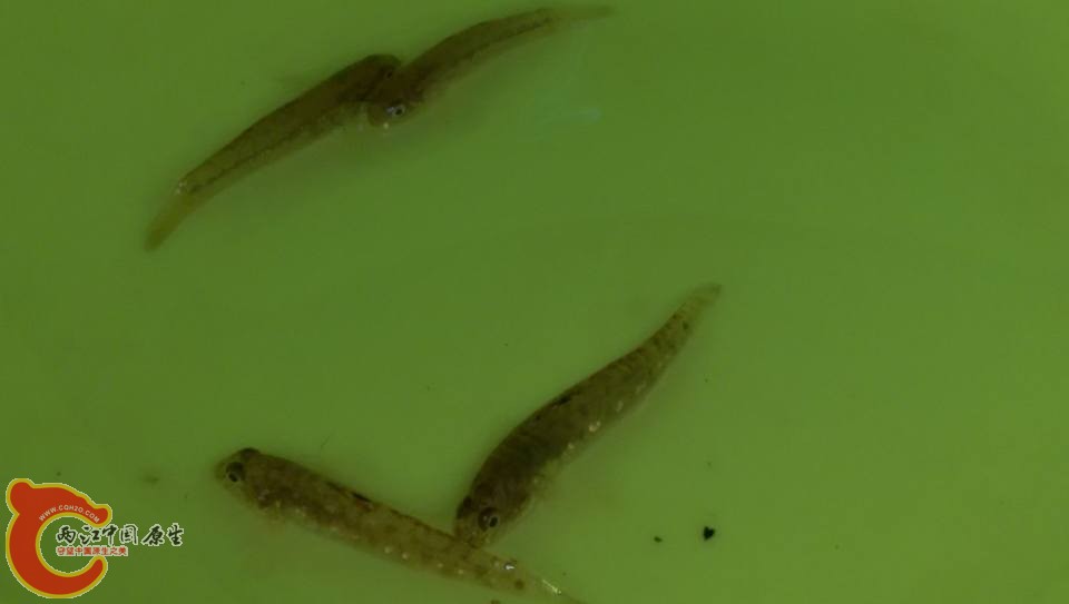 署首鯊、無孔塘鱧幼魚