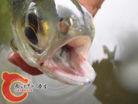 mooneyemouth.jpg