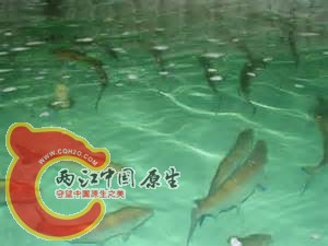 th图他.jpg