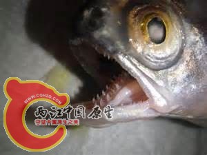 t贵话费.jpg
