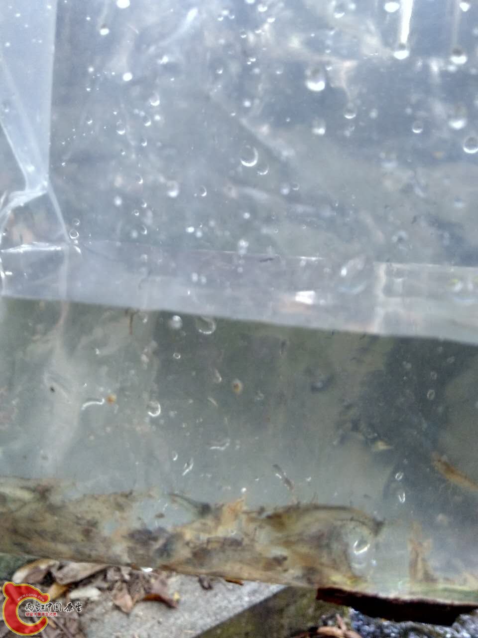 收获，手机摄像头有雾，拍的模糊莫见怪