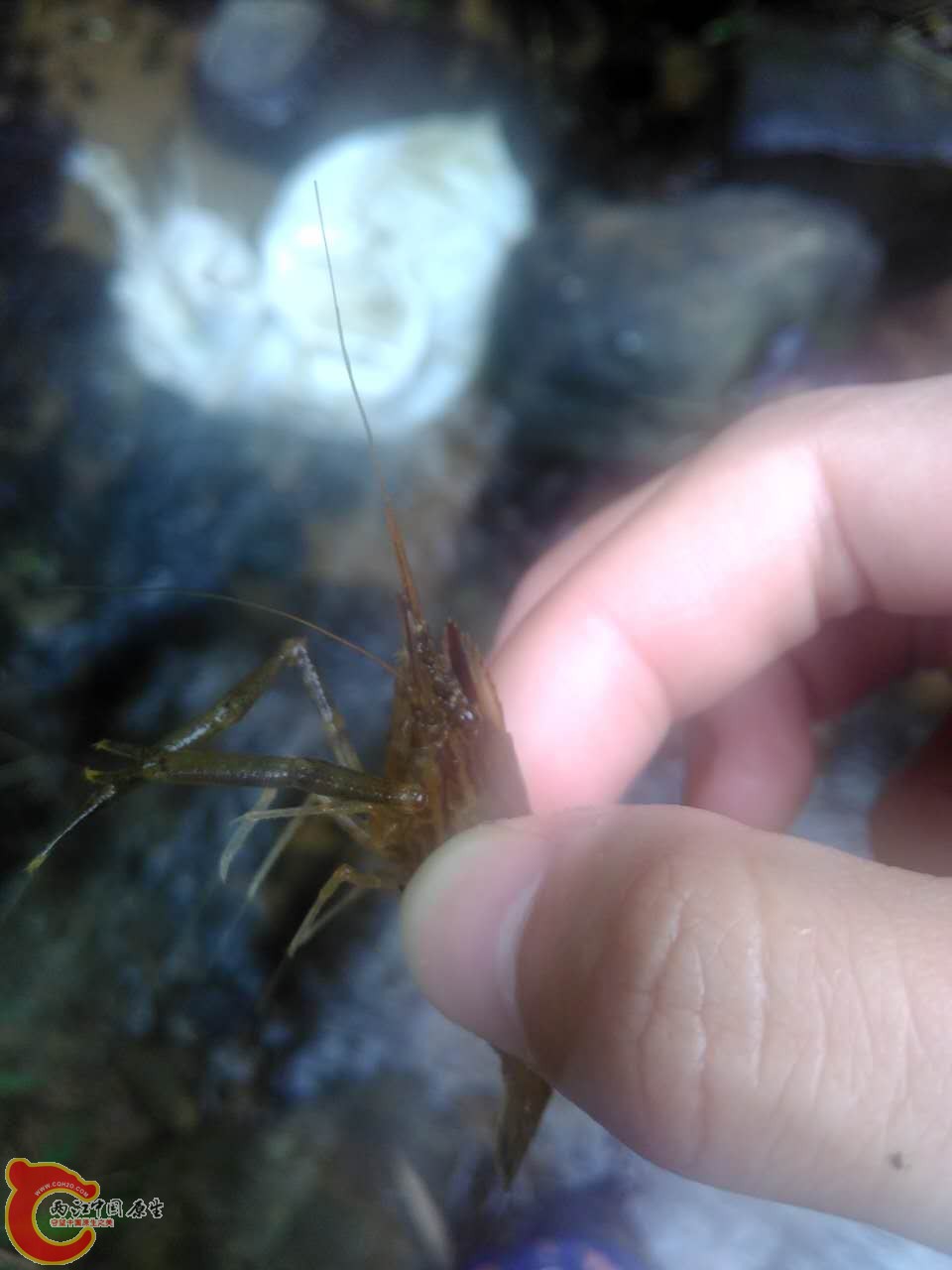 一种沼虾，拍完就放了