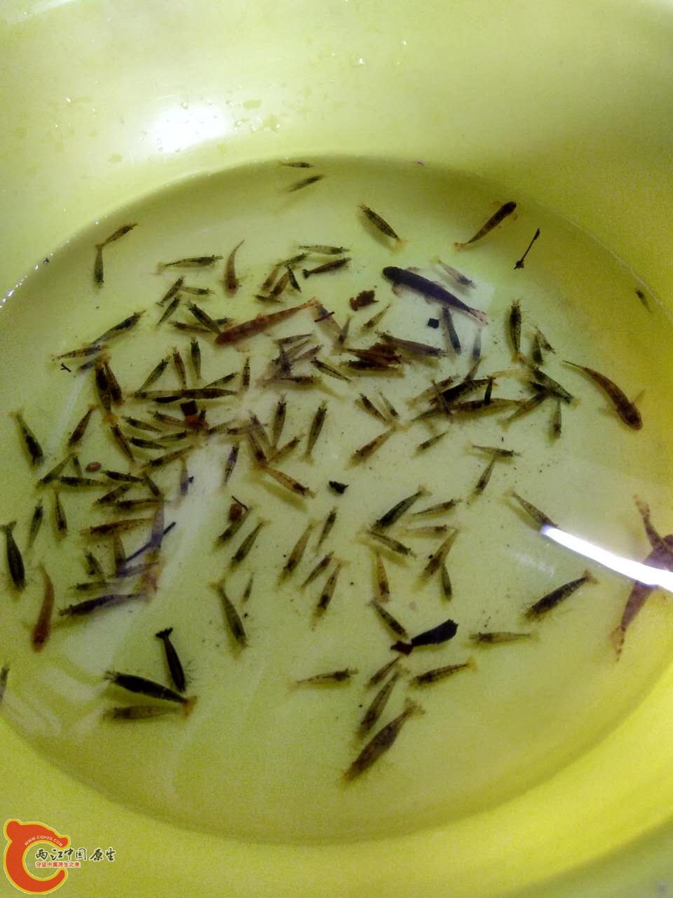 匆匆回来，鱼虾全活