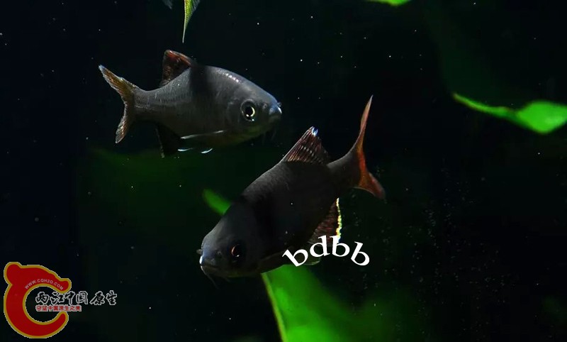 黑须鱊02.JPG