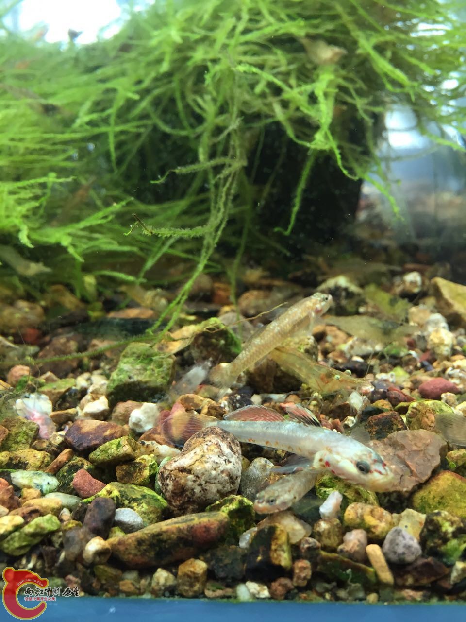 刚进缸没有发色