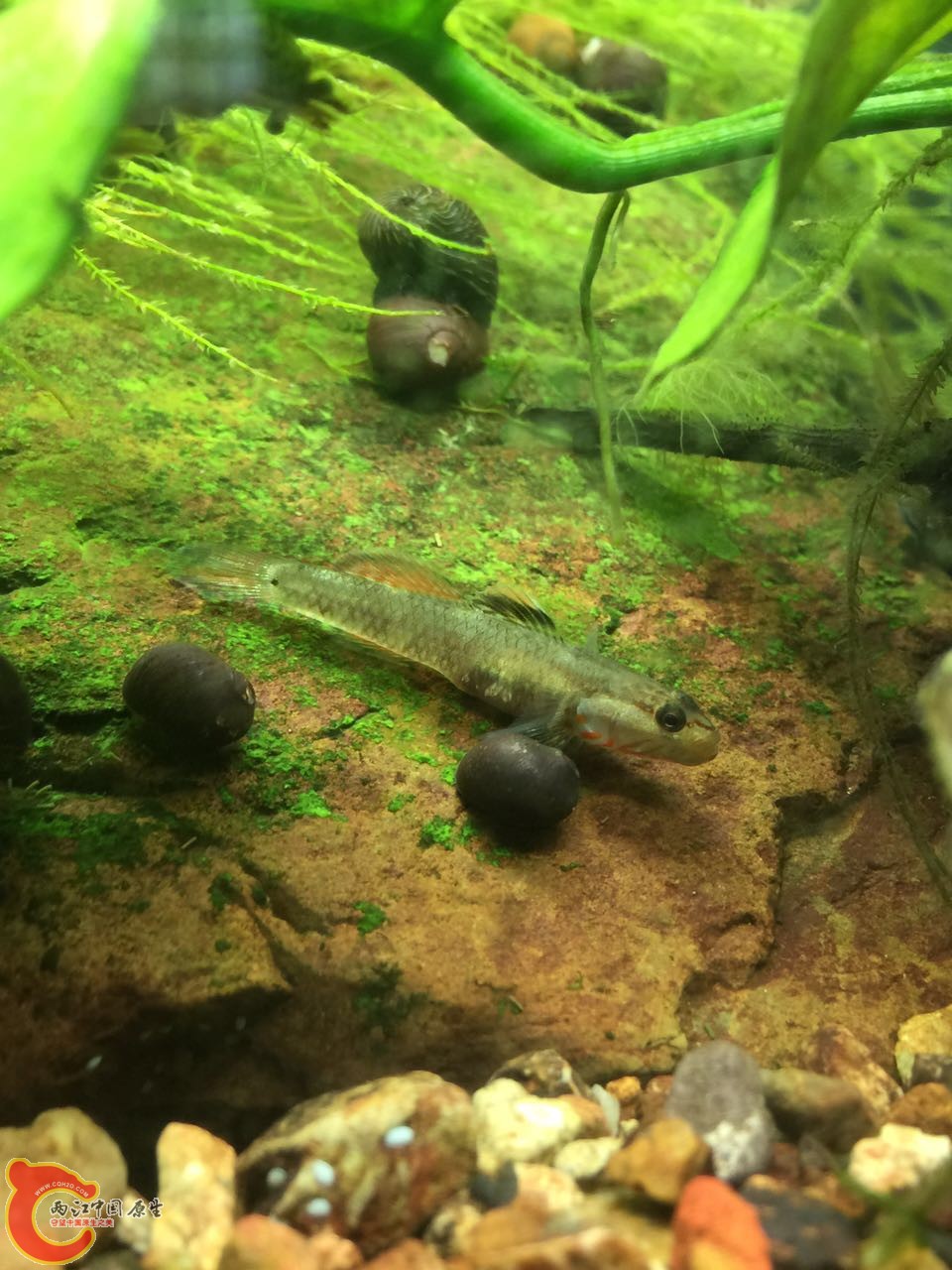 很多圆圆的令居