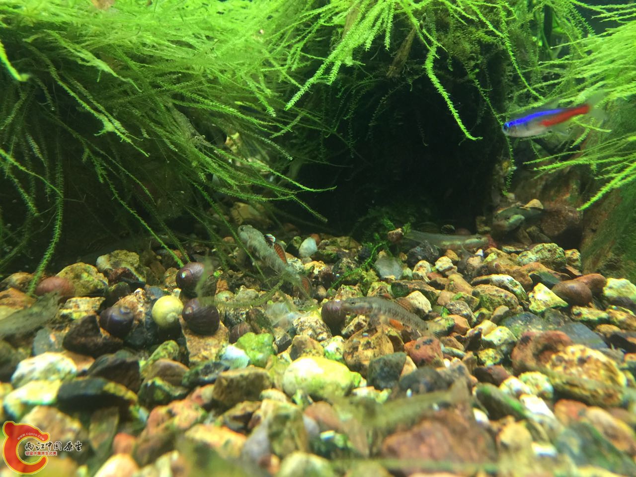 鱼缸前景平地喂吃区