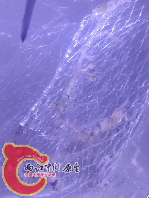 原生虾.png