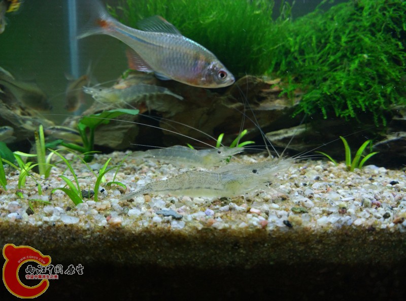 鳑鲏抢镜头